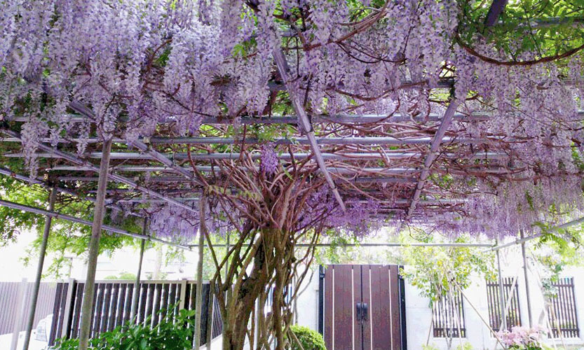 鄙の香りイメージ